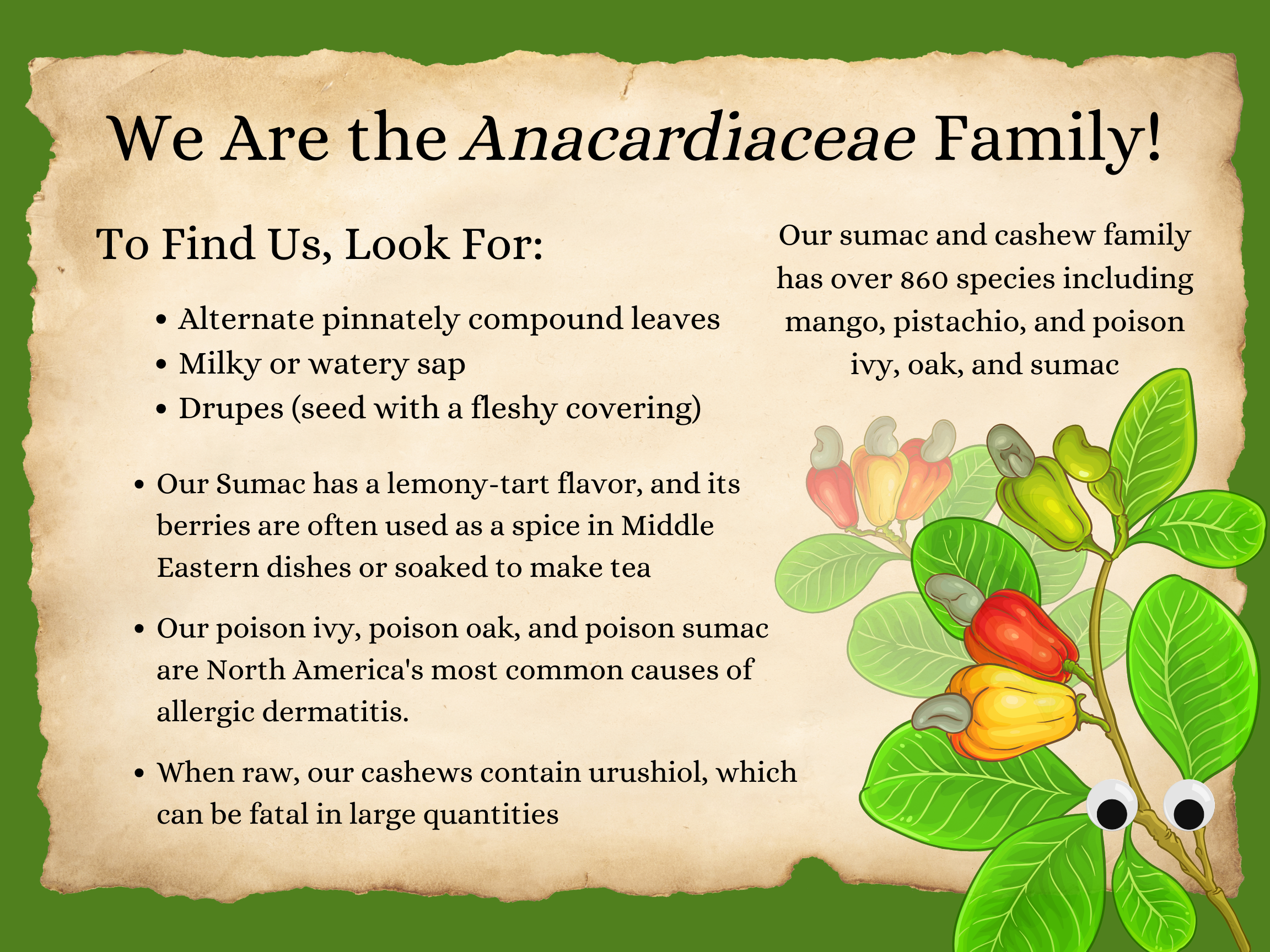 anacardiaceae.png