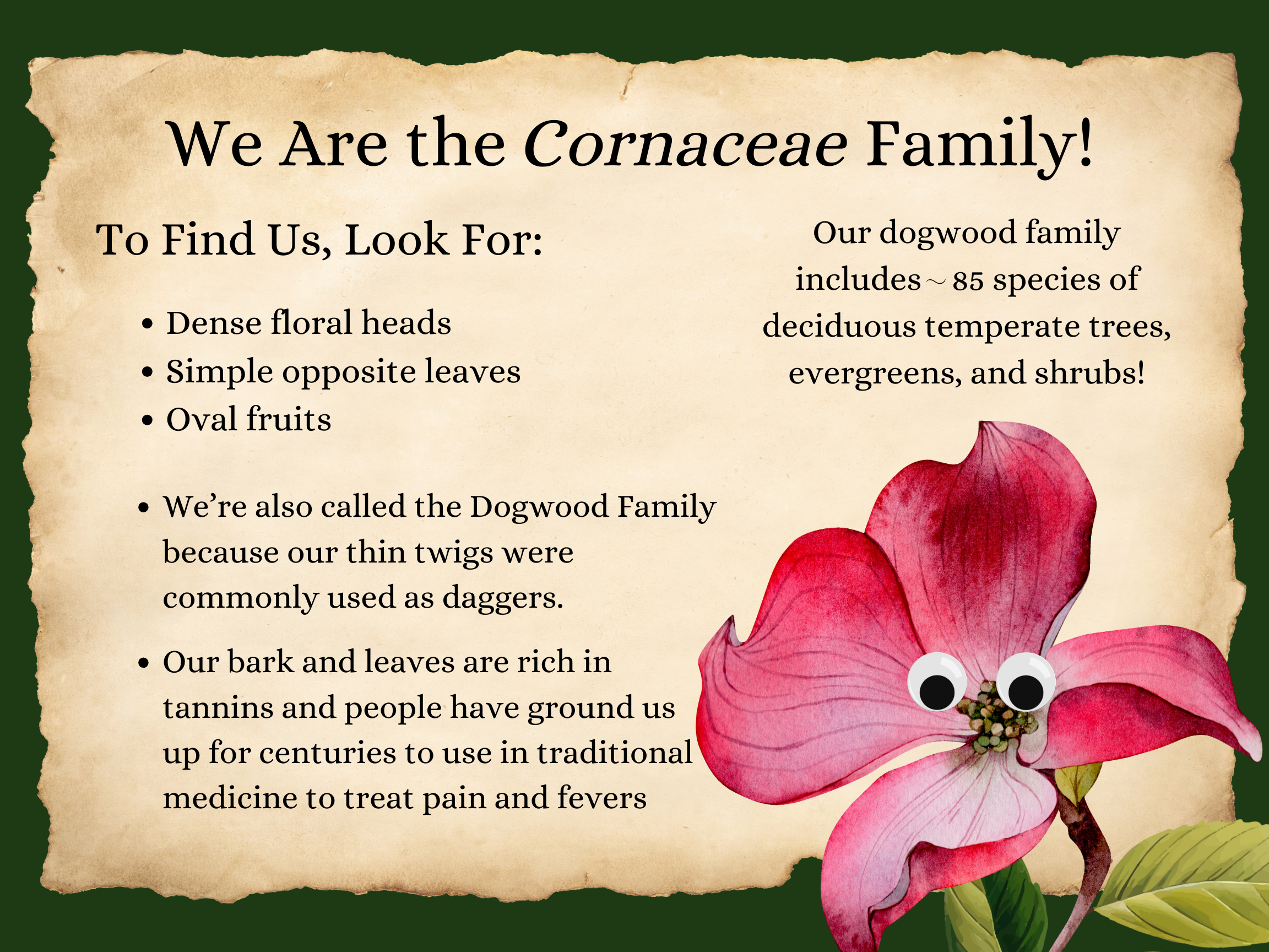 cornaceae.png