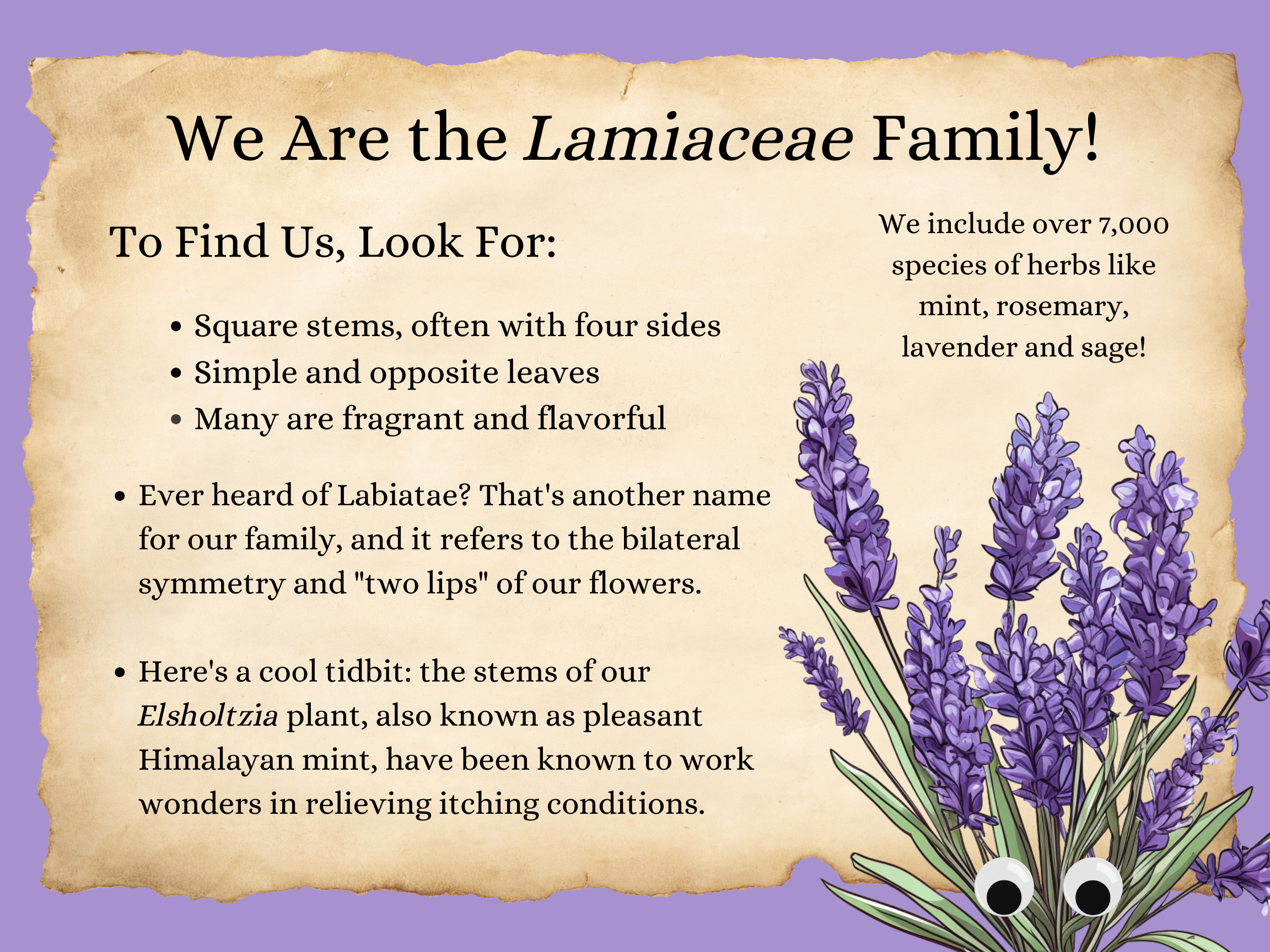 lamiaceae.png